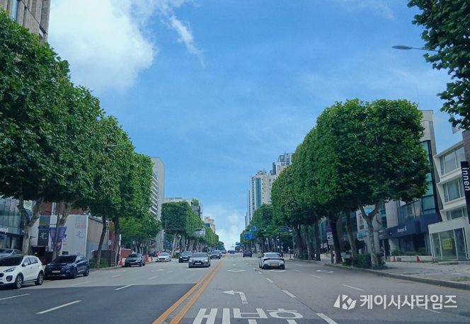 특색있는 가로수길 - 강남구 삼성로(양버즘나무)