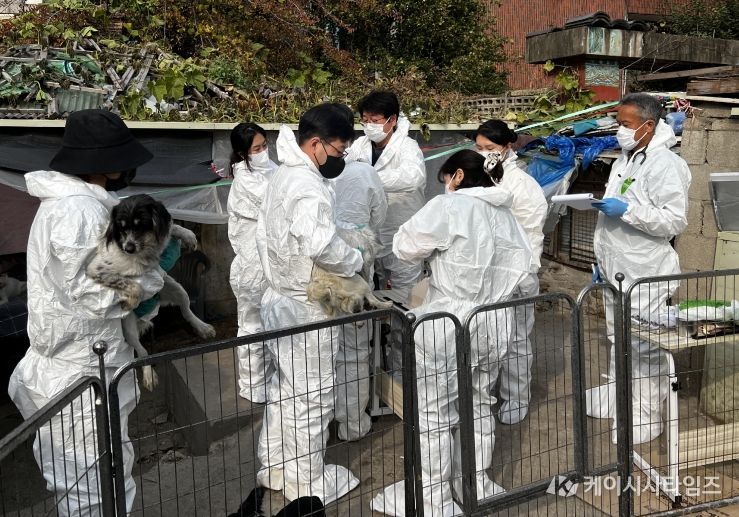 긴급구조된 개들이 백신을 접종하는 모습