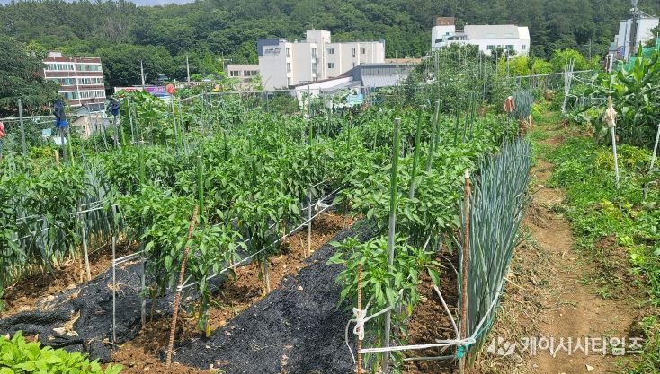 2026년도 대구 남구 공영텃밭 분양 신청 접수