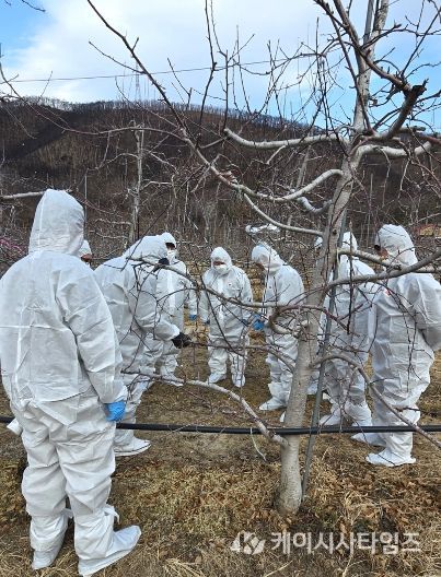 영덕군 예찰·방제단 화상병 궤양제거 현장 교육 모습.