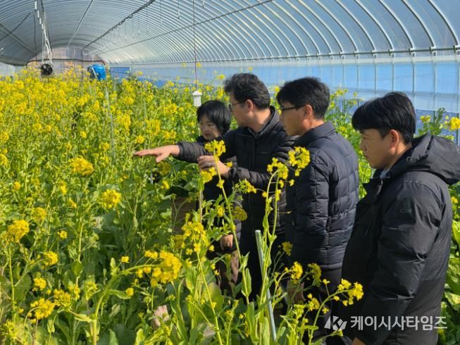 강진군 농업기술센터 직원들이 강진청자축제장에 조성한 유채꽃밭을 살펴보고 있다.