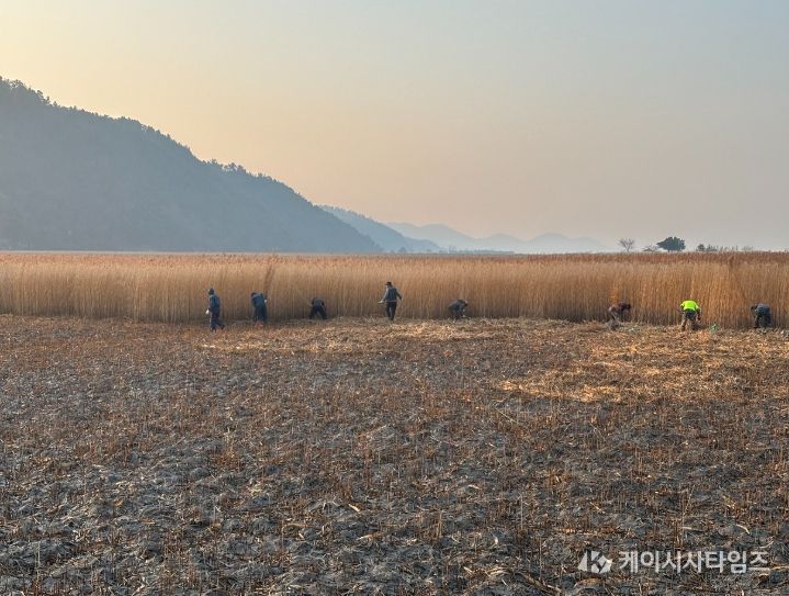 순천만, 주민과 함께 묵은갈대 베기
