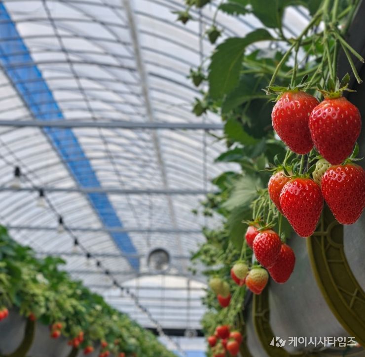 1. 익어가고 있는 천안 딸기 모습.