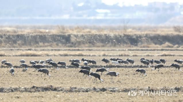 지난 10일 촬영된 천수만을 방문한 흑두루미 모습
