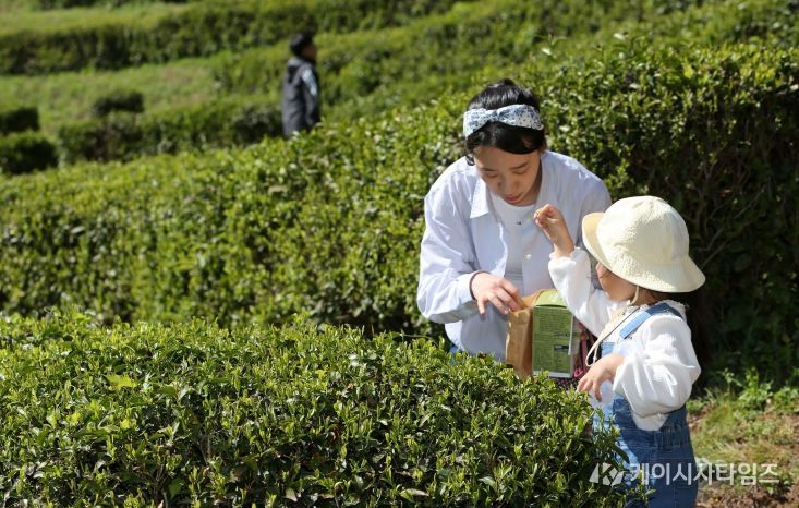 보성군, 제49회 보성다향대축제 5월 1~5일 개최_다향대축제에서 찻잎따기 체험을 하고 있다