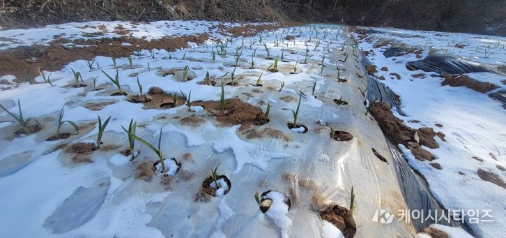 충남도 “기상이변 속 마늘 재배, 봄철 관리가 수확 좌우”