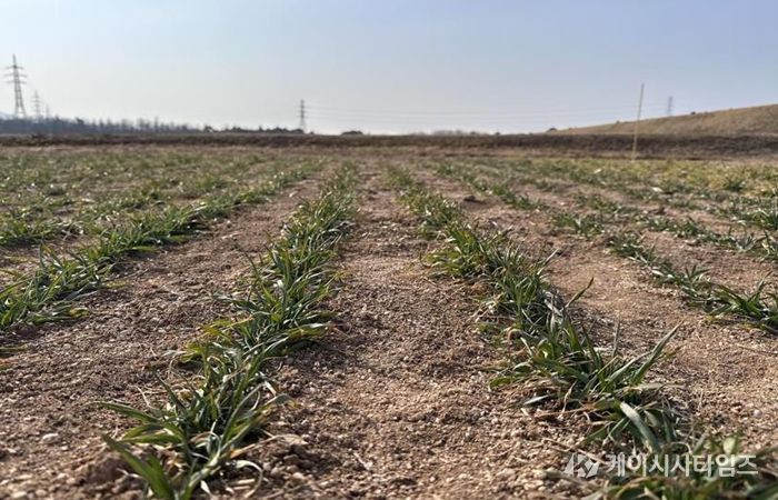 충남도, 맥류 수확량 ‘생육재생기’ 관리가 좌우