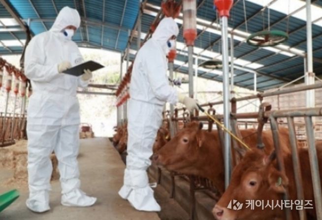 충북도, 소·염소 상반기 구제역백신 일제접종 앞당겨 추진