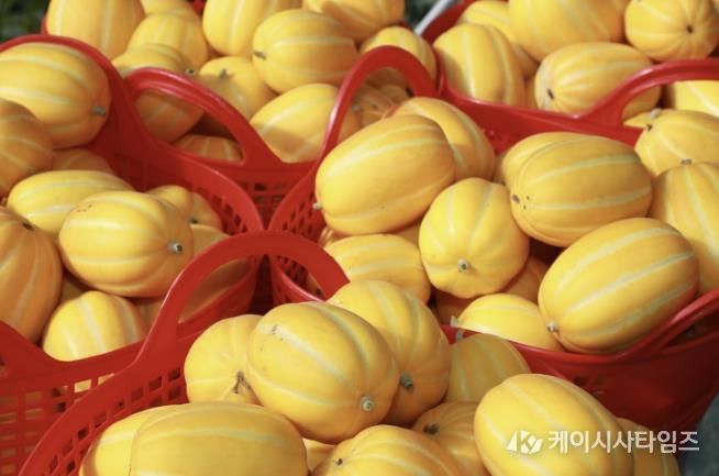 이상기후 뚫고 결실 맺은 고당도 '예천참외' 출하 시작