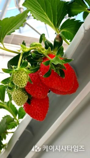 청년창업 농업대전환과 모집 관련3(딸기)