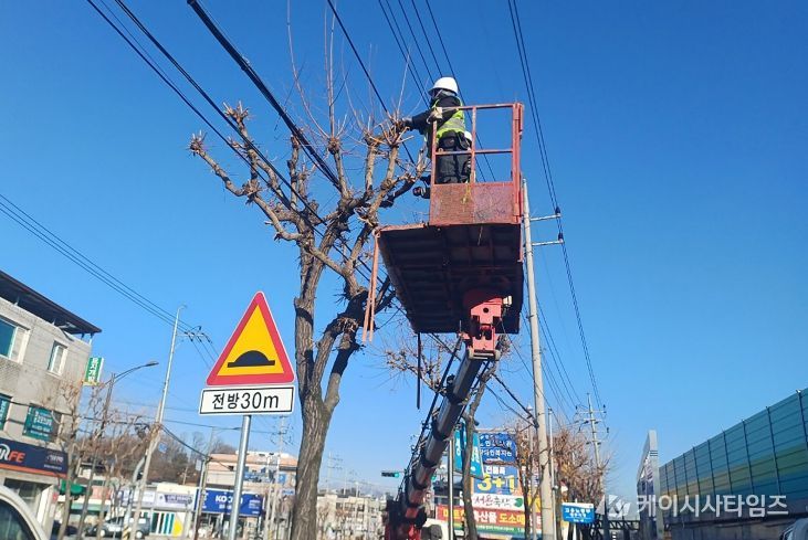 영주시는 오는 3월부터 봄맞이 가로수 정비를 실시한다(전정작업 모습)