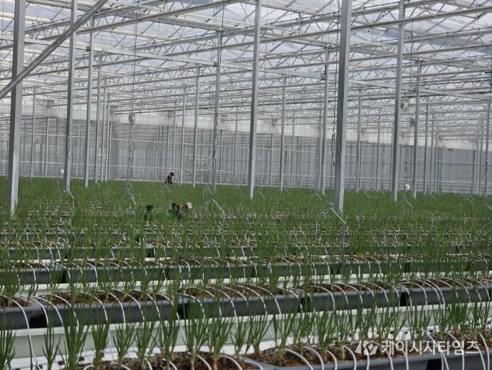 봉화군, 임대형 스마트팜 A동 2구역 쪽파 수확 앞둬
