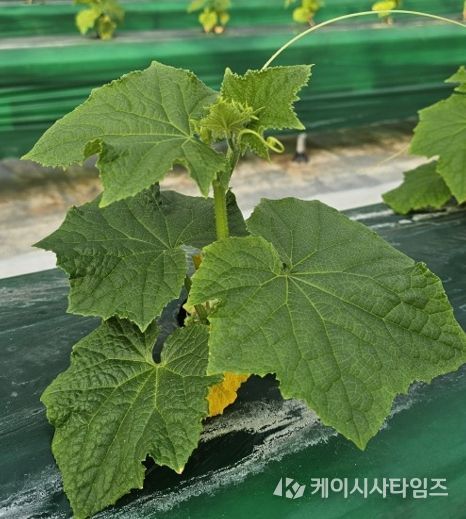 시설채소 최대 골칫거리 없앤다