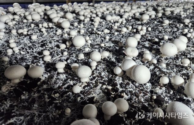 고품질 양송이 생산 위한 환절기 환경 관리