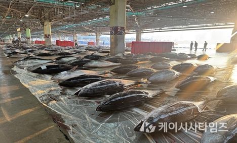 참고사진(부산공동어시장 참다랑어 위판 현장)