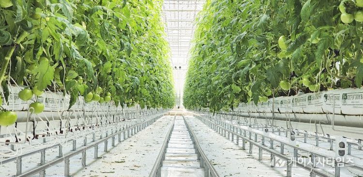 홍천군, 임대형 스마트팜 악조건 속 토마토 첫 출하