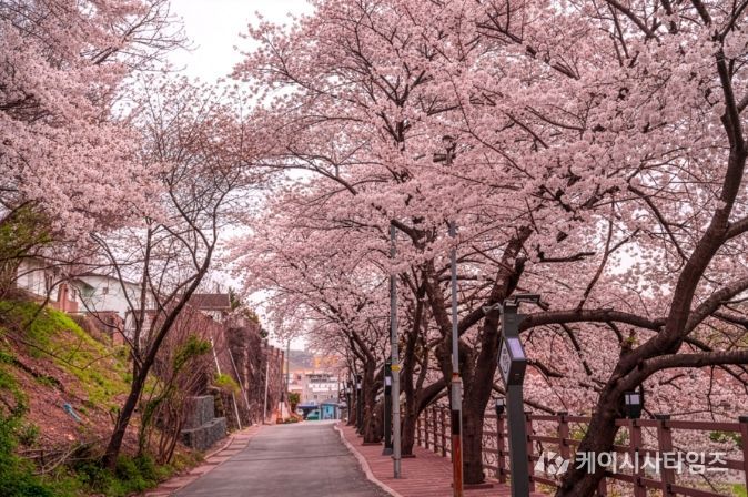 장생옛길 벚꽃길 걷고 경품 받자!!