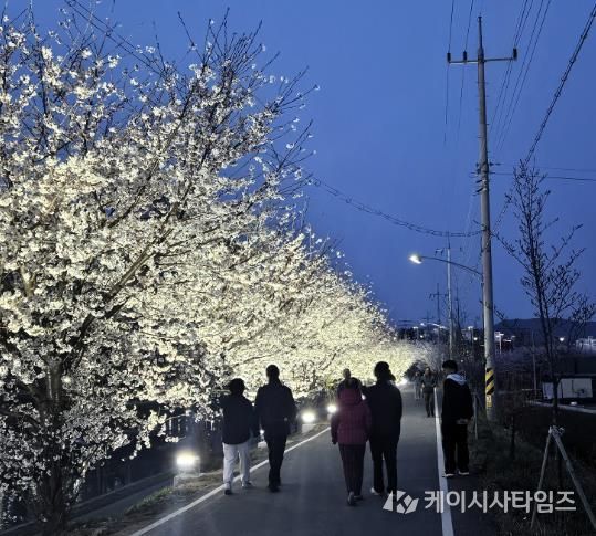지난해 벚꽃이 만개한 천안시 원성천 산책로에서 시민들이 야간 경관조명이 켜진 벚꽃길을 걷고 있다.