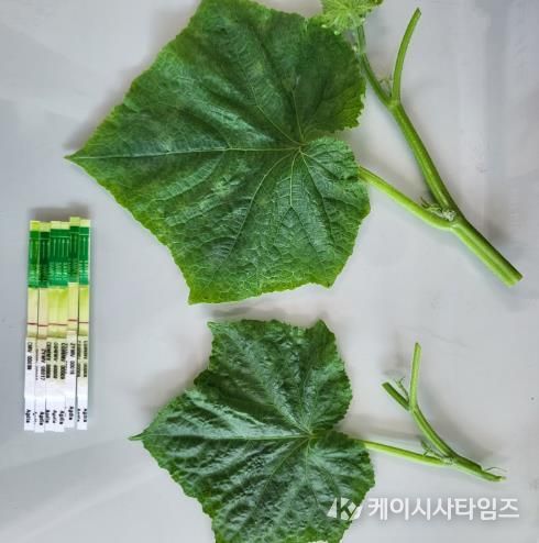 천안시농업기술센터의 원예작물 바이러스 진단키트 모습.