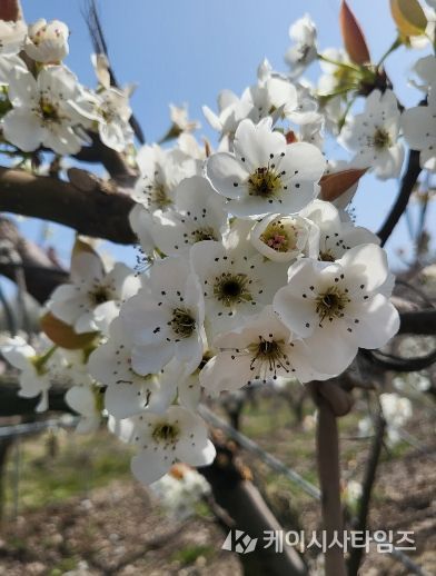 배나무 저온 피해 모습