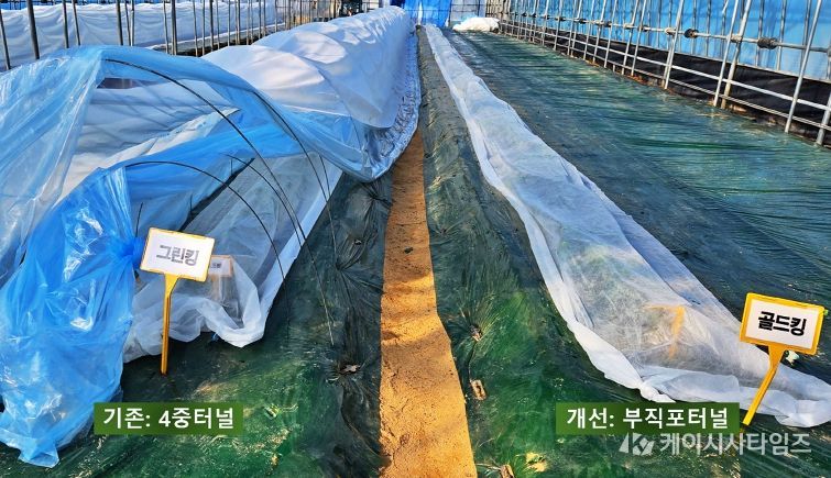 원자재값 극복, 충북농기원 수박 _경영비 절감 가이드_ 제시(4중터널과 부직포터널재배)