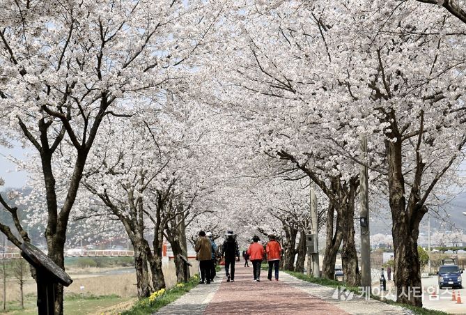 생극 응천십리벚꽃길