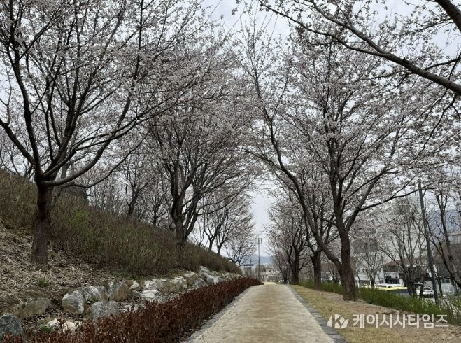 충주 사직산‘도시바람길숲’ 벚꽃 절정…도심 속 봄 명소 부상