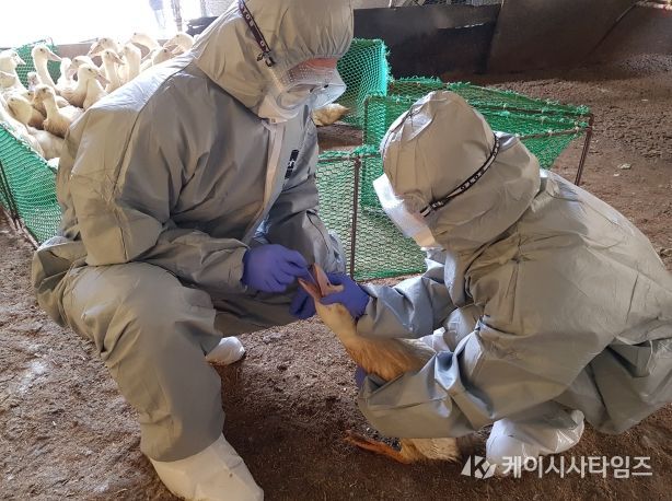 충북도, 퇴직공무원 투입해 재난성가축전염병 대응 강화