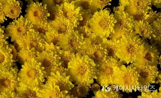 국산 화단국 ‘옐로빈’ 보급 확대