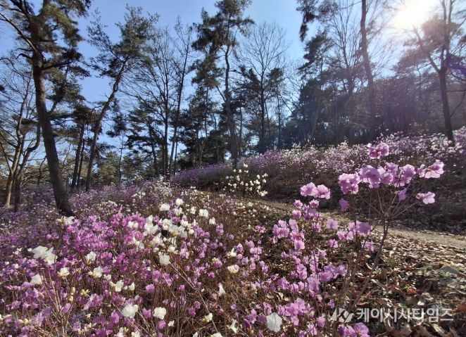 우산 일대의 진달래가 핀 모습