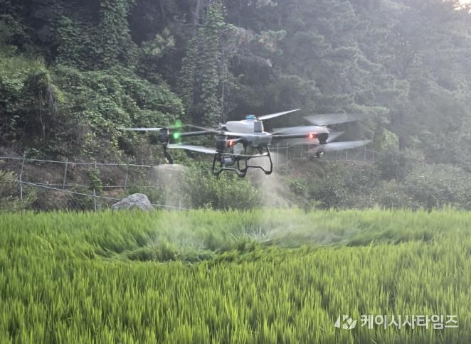김천시, 드론 활용 농작물 「스마트 방제」로 농촌 일손 돕는다-기술지원과(사진2_벼방제).