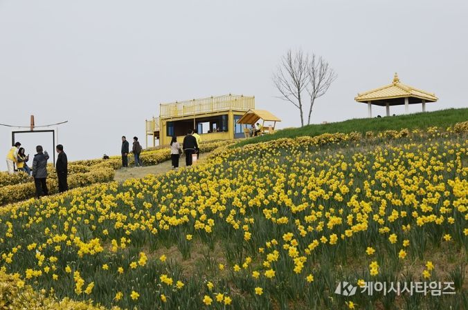 신안 선도 ‘섬 수선화 축제’ 개