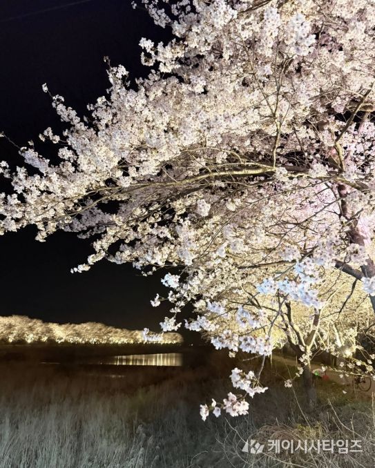 장흥 용산면 남상천 벚꽃문화제