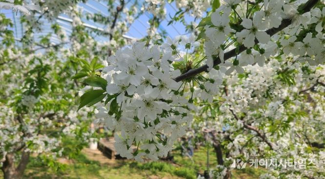 체리꽃으로 봄 관광 연다