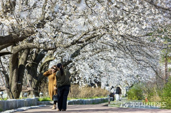 괴산군 청안면 벚꽃나무 길에서 나들이객들이 사진을 찍으며 봄 추억을 담고 있다.