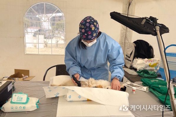 옹진군, 동물보호단체와 합동 수의료 봉사활동