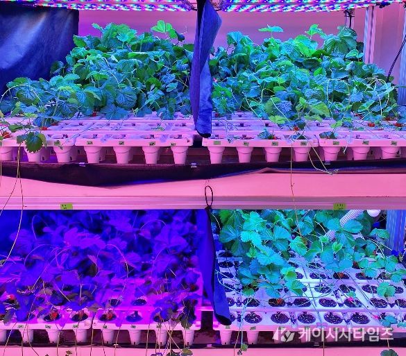 충북농기원, LED 다단재배 장치 특허 등록